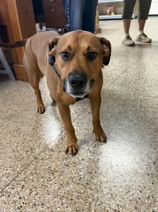 Apollo