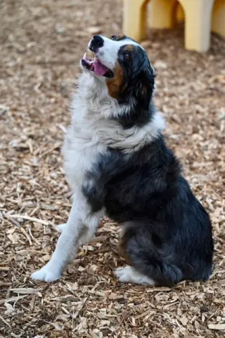 MOWGLI*