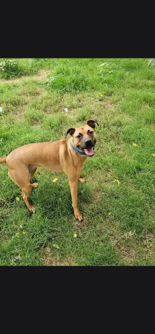 Brownie