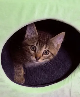 Leo