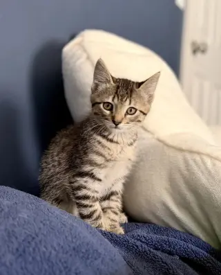 Leo