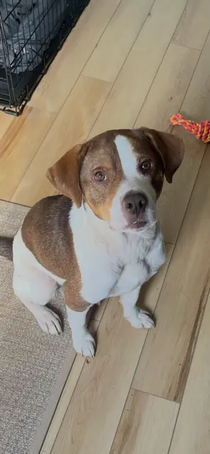 Pete