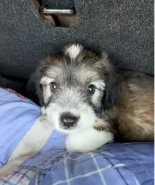 Cooper