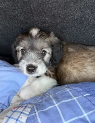 Cooper