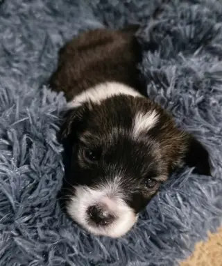 Harley