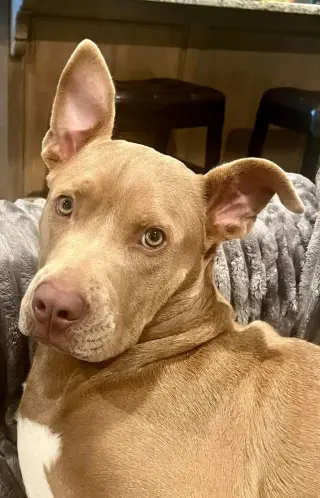 Remi