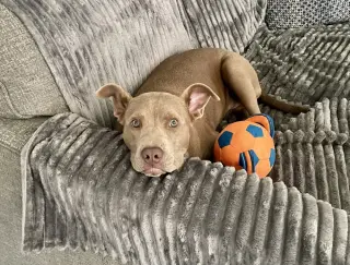 Remi