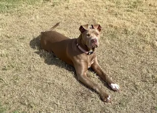 Remi