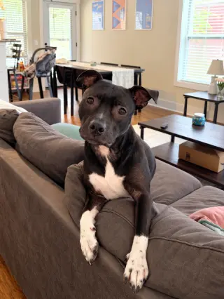 Daisy