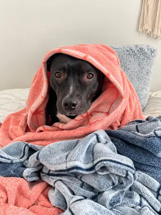 Daisy