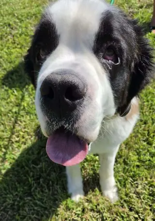 Walker