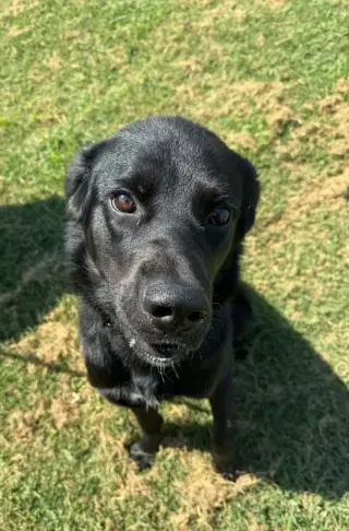 Rook