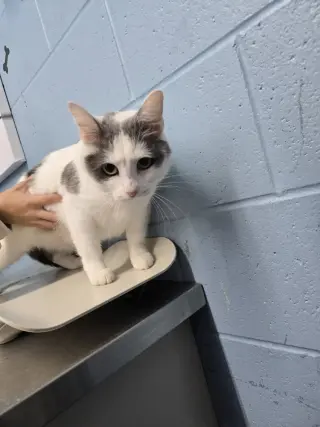 Suzie
