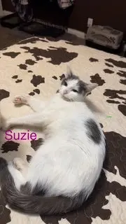Suzie