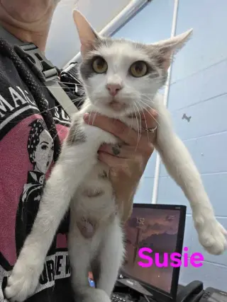 Suzie