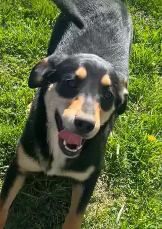 Sibbies : Kenny