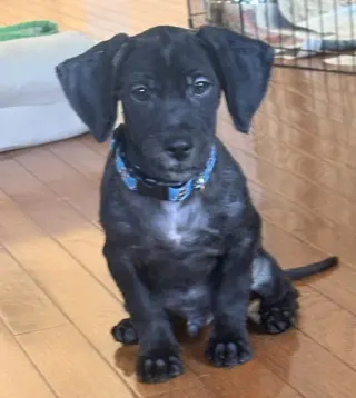 Iggy