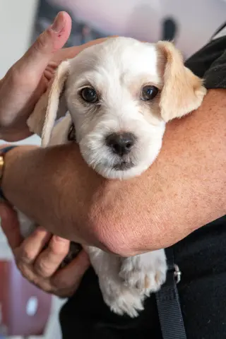 Farley