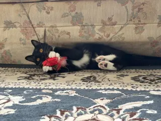 Simone / Luna