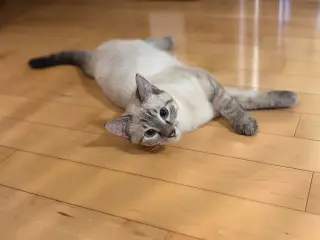 Simone / Luna