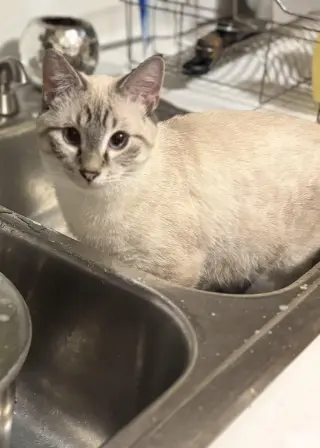 Simone / Luna