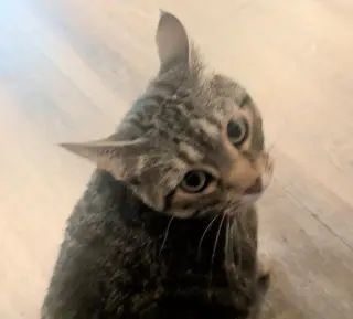 Mushie - Pending Adoption