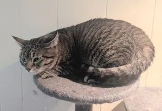 Mushie - Pending Adoption