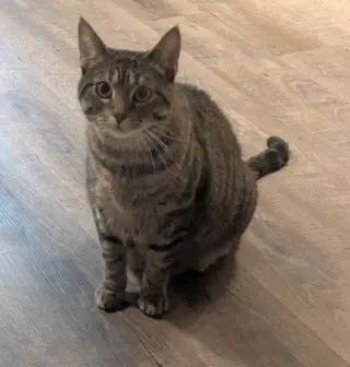 Mushie - Pending Adoption