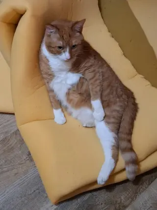 Gus