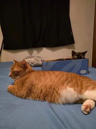 Gus
