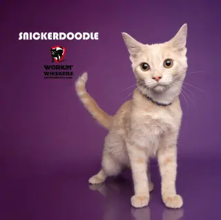 SNICKERDOODLE