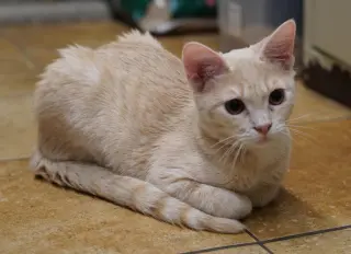 SNICKERDOODLE