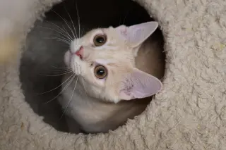 SNICKERDOODLE