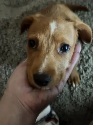 Lucy