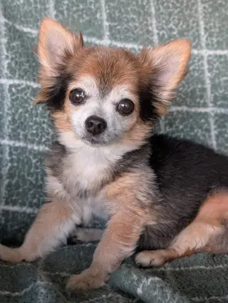 Scruffy & Zeus- bonded pair
