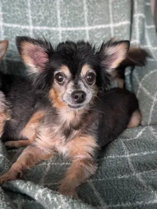 Scruffy & Zeus- bonded pair
