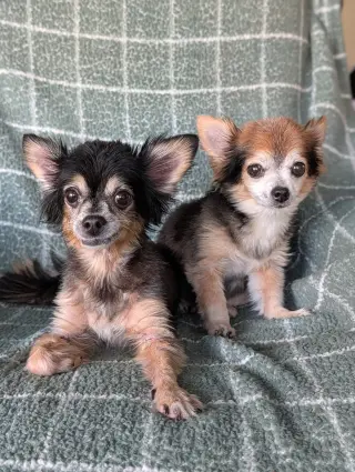Scruffy & Zeus- bonded pair