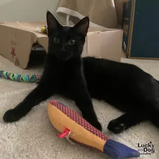 Alvaro