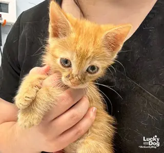 Garfield