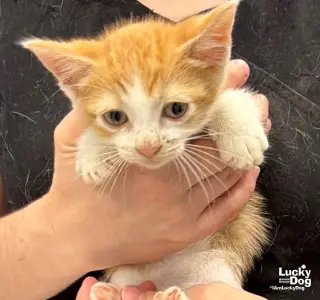 Gus