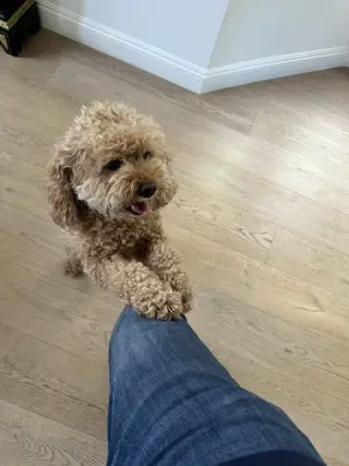 BUDDY & BROWNIE
