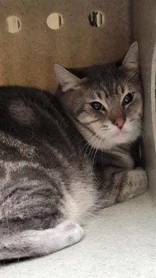 SIMON