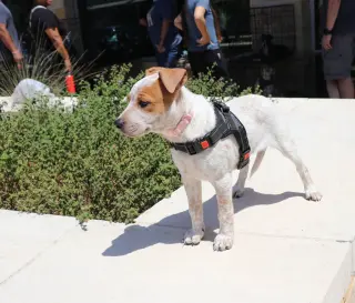 Ruby Doobey