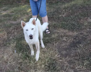 Husky Loreta