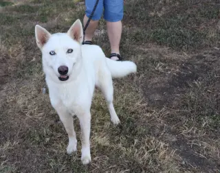Husky Loreta
