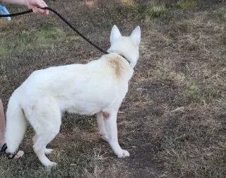 Husky Loreta