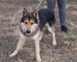 Husky Curly