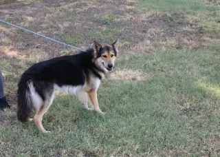 Husky Curly