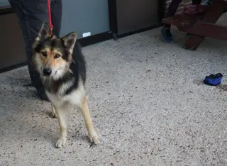 Husky Curly