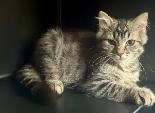 Tiger Lily/ TJ